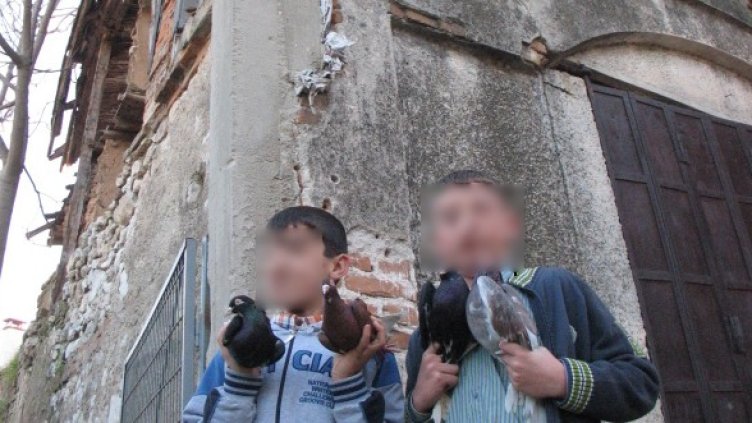И гълъби ставали жертва на децата. Снимка: Dnes.bg