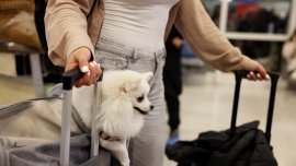 Радост в Атина: Върнаха у дома домашни любимци, евакуирани от Близкия изток ВИДЕО/СНИМКИ