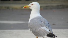 Бургаските гларуси нападат хора за храна