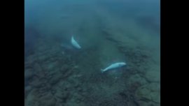Сигнал за голям брой мъртви делфини по морето ни