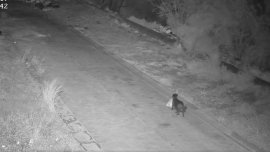 Мъж в Сициля дресира кучето си да изхвърля незаконно боклук ВИДЕО