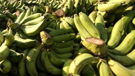 Необичайната криза: Защо раздават безплатно банани на британските острови Оркни?