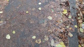 Листа, клони, кал, отпадъци... градовете ни потъват в боклуци