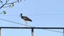 Черен щъркел беше заснет край Свиленград