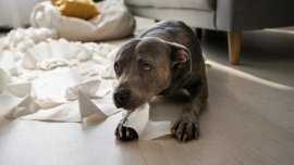 10 сигнала, че домашният любимец е под стрес и как да помогнем у дома