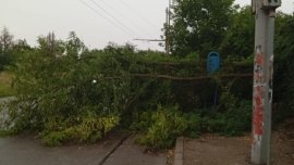 Паднали дървета и прекъсване на тока в Плевенско след бурята