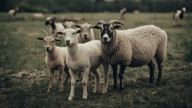 Шап и шарка при южните съседи: БАБХ започва масови проверки 