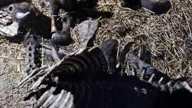 БАБХ потвърди случай на антракс в село край Силистра