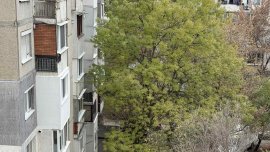 Сигналите ви: Опасни дървета в София, някои надничат в домове