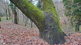 Мъглива събота в равнини и котловини, в останалата част ще бъде слънчево