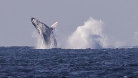 Откриха най-старите известни записи на песен на кит