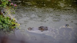 Праисторически крокодили са ловували, скачайки от дърветата