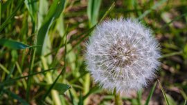 ГЛУХАРЧЕ - билката ЧУДО, което пречиства тялото, подкрепя сърцето и държи холестерола в норма. На ексклузивна цена!