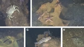 Нацистки бомби и мини се превърнаха в рифове, пълни с живот 