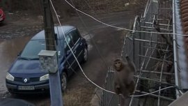 Няма шега: Маймуна с памперс обикаля из &ldquo;Люлин&rdquo; ВИДЕО