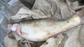 Бракониер на риба от Монтана ще лежи година и половина в затвора