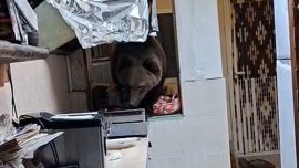 Вижте как мечка нахлу в къща за гости в Кресна и разгледа какво има в кухнята ВИДЕО