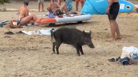 Диви прасета тормозят летовниците на Френската Ривиера ВИДЕО
