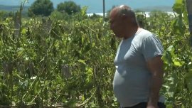 Градушка унищожи лозята в Йоаким Груево и Брестовица