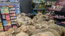 Овчар изпусна стадо овце, те нахълтаха в супермаркет ВИДЕО