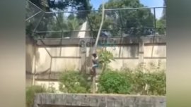 Лъвица уби мъж, влязъл в клетката й в зоопарк ВИДЕО