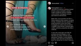 По BG сигнал в Бразилия: Разбит канал за видеа с насилие над деца и животни