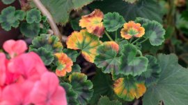 Защо листата на мушкатото пожълтяват?