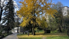 Облачно и тихо време в сряда, сутринта в низините ще има мъгли