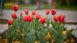 Слънчево начало на седмицата преди новото застудяване