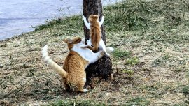 В Гърция има 3 млн. бездомни котки, една от най-големите популации в света