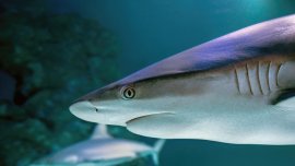 Десетки бахамски акули са надрусани с кокаин, кофеин и болкоуспокояващи