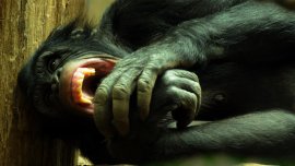 От общност към война: Как шимпанзетата показаха тъмната страна на обществото