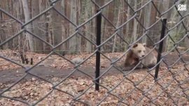 Мечките в Белица се събуждат от зимен сън