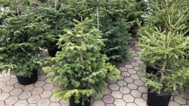 От 40 лева започва цената на елхите за празниците