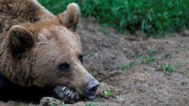 Мечка нападна овчар в Румъния