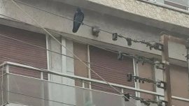 Врана нападна и рани трима в Солун ВИДЕО