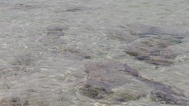 11 мъртви риби в река Черна, взеха проби от водата