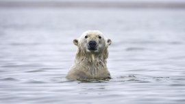  Близо 34&deg;C измериха зад Полярния кръг