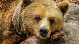 Доброволецът в ПСС, видял мечката на Витоша: Стресна се, подскочи и изчезна