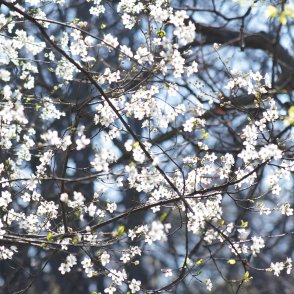 Времето днес: слънчево и ветровито