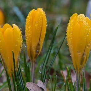 Облаци, дъжд и температури до 15 градуса днес