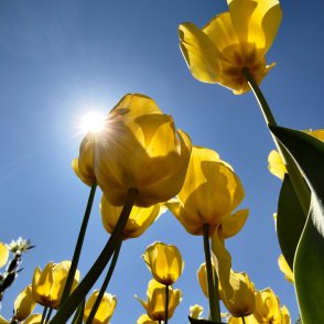 Времето: Слънчево, вятърът отслабва