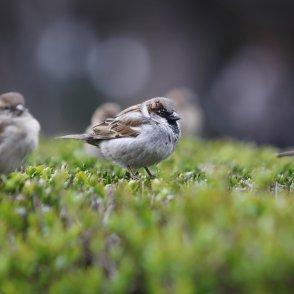 Какво ще е времето в почивния понеделник? 