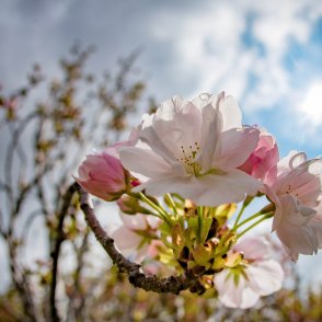 Облачно време на празничния 3 март