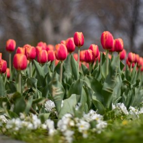 Очаква ни слънчев уикенд, градусите ще стигнат 18