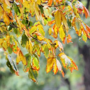 Времето днес: Превалявания, на места слънцето ще се показва 