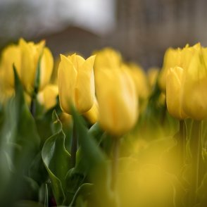 Времето днес: Слънчево, градусите до 20