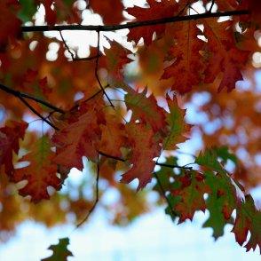 Слънчево ще е утре, в низините денят ще остане мъглив