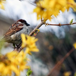 Очаква ни слънчев ден с температури до 16 градуса