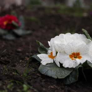 Студен въздух нахлува утре, на места ще превалява дъжд